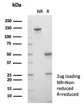 CD33 Antibody