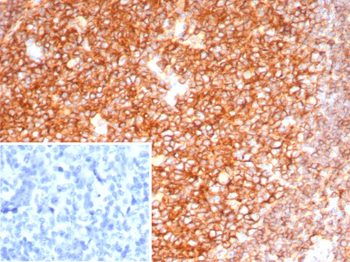 CD19 Antibody