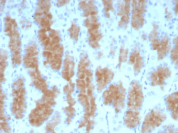 CEACAM1 Antibody