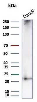 TNFRSF17 Antibody