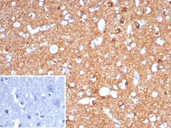 LRP1 Antibody