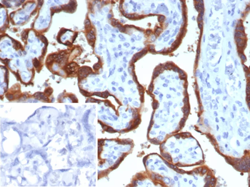 CGA Antibody