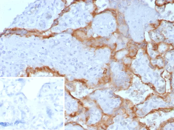 CGA Antibody