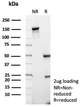 CD74 Antibody