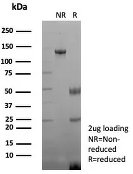 CD48 Antibody