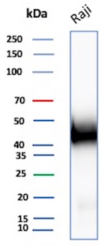 CD48 Antibody