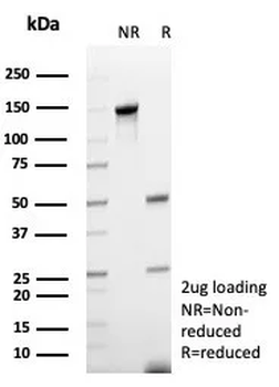 CD48 Antibody