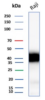 CD48 Antibody