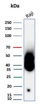 Recombinant CD38 (ADP Ribosyl Cyclase I) Antibody