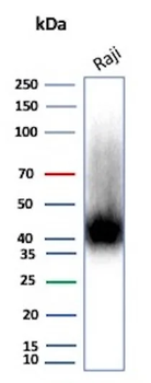 Recombinant CD38 (ADP Ribosyl Cyclase I) Antibody