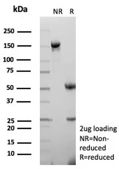 Recombinant CD27 (Tumor Necrosis Factor Receptor Superfamily 7) Antibody