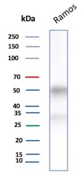 Recombinant CD27 (Tumor Necrosis Factor Receptor Superfamily 7) Antibody