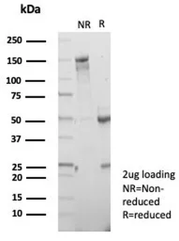CD7 Antibody