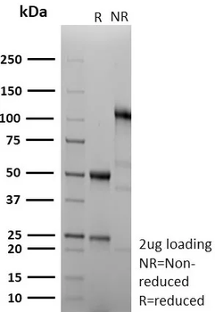 CCNB1 Antibody