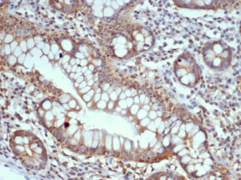 S100G Antibody