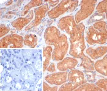 S100G Antibody