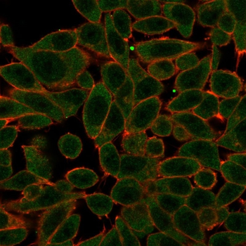 PRDM1 Antibody