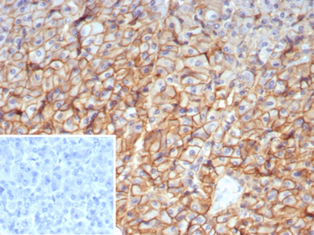 CD99 Antibody