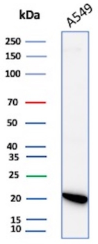 IL18 Antibody