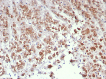 IL15 Antibody