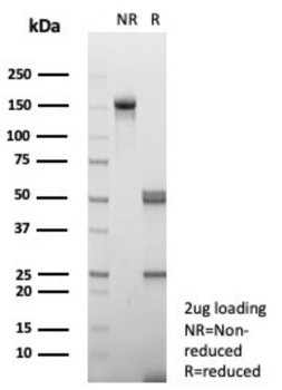 IL15 Antibody
