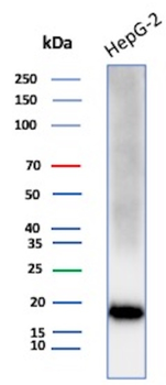 IL1RN Antibody