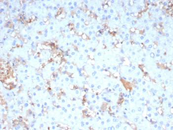 APOA4 Antibody