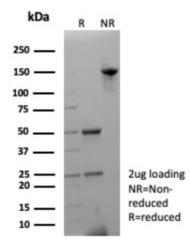 APOA4 Antibody