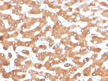 HP Antibody