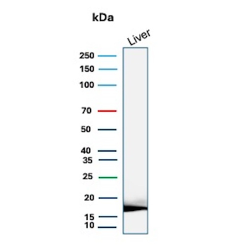 HP Antibody