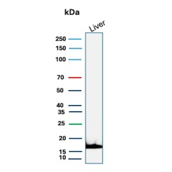 HP Antibody