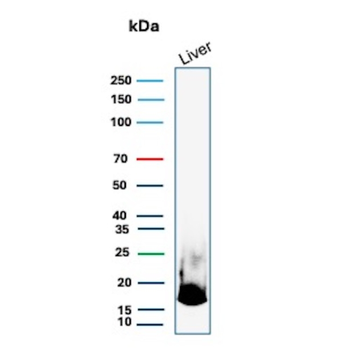 HP Antibody