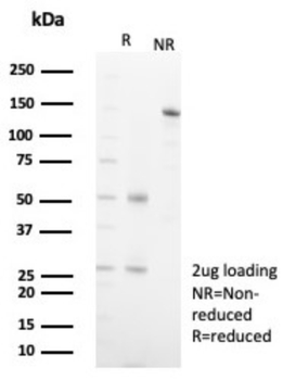 MR1 Antibody