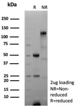 ANXA1 Antibody