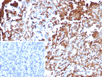 ANXA1 Antibody