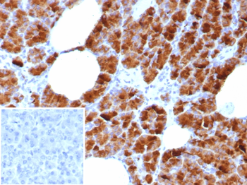 GP2 Antibody