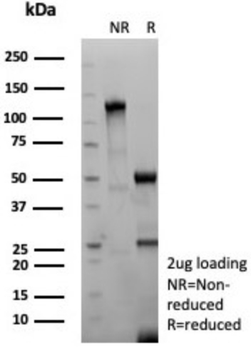 GP2 Antibody