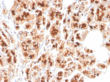 GP2 Antibody