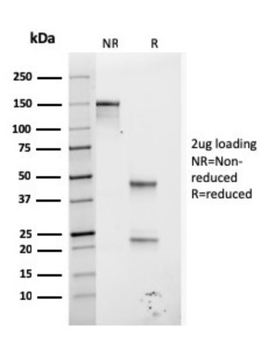 GP2 Antibody