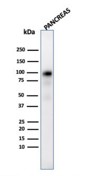 GP2 Antibody