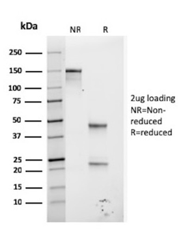GP2 Antibody