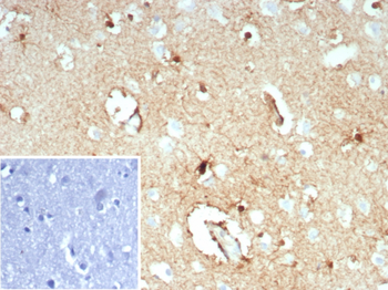 GLUL Antibody