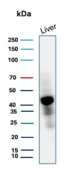 GLUL Antibody