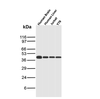 GLUL Antibody