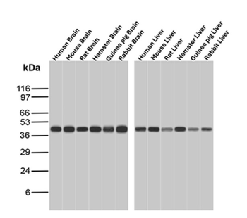 GLUL Antibody
