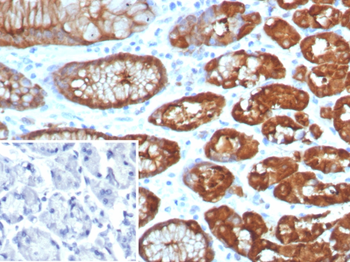 GLUL Antibody