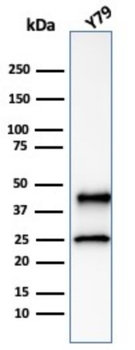 GLUL Antibody