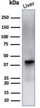 GLUL Antibody