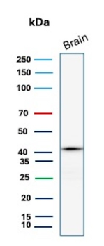 GLUL Antibody