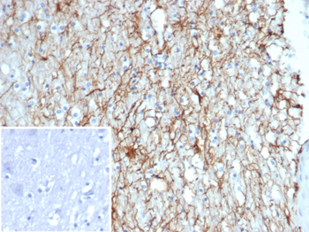 GFAP Antibody